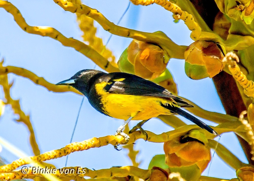 Bahamas Oriole, Andros (Binkie Van Es)2