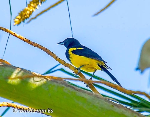 Bahamas Oriole, Andros (Binkie Van Es)