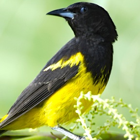 Bahamas Oriole (BNT / Carlton Ward)