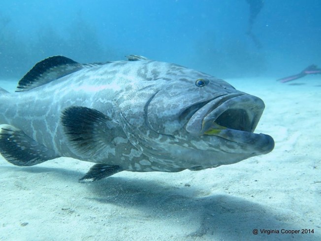 Black Grouper (Arthur) ©Virginia Cooper @ G B Scuba