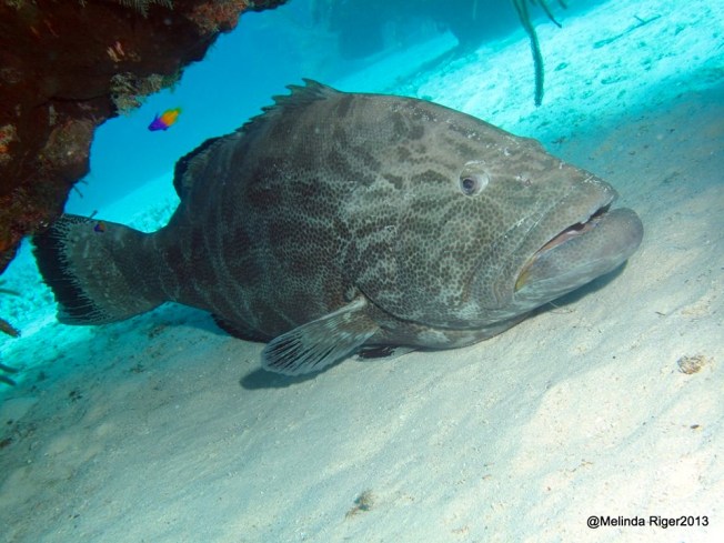 Black Grouper © Melinda Riger @ G B Scuba copy