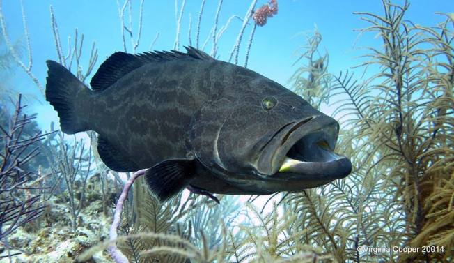 Black Grouper ©Virginia Cooper @ G B Scuba