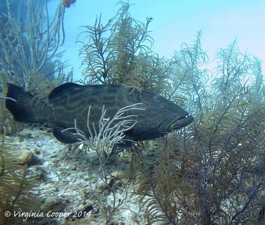 Black Grouper ed ©Virginia Cooper @ G B Scuba 2