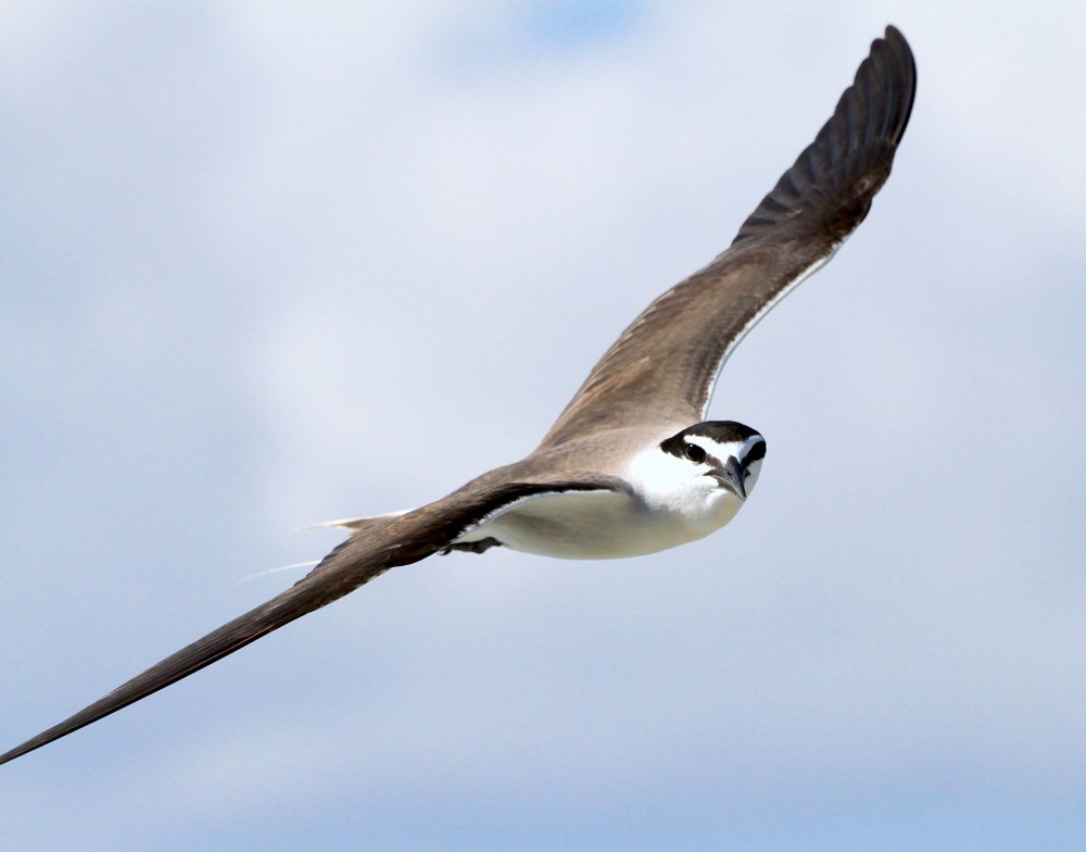 Bridled Tern, Abaco Bruce Hallett 2