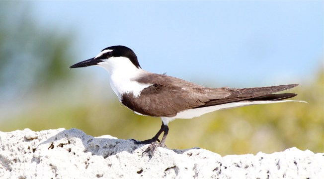 BridledTern, Abaco Bahamas (Bruce Hallett)