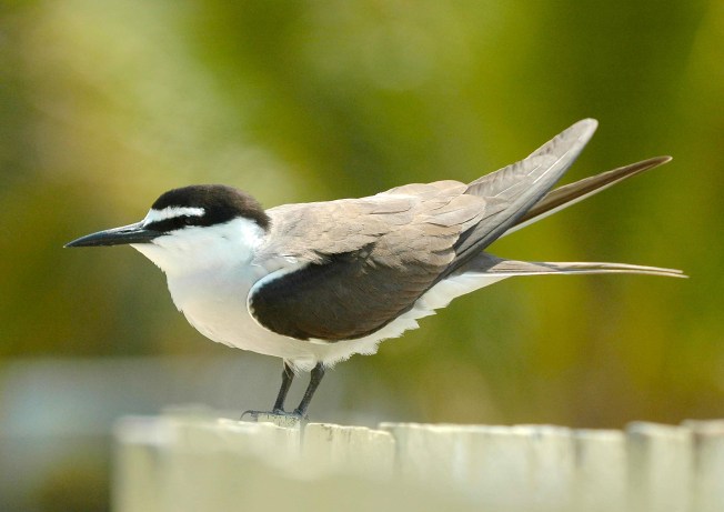 Bridled_Tern (Aviceda Wiki)