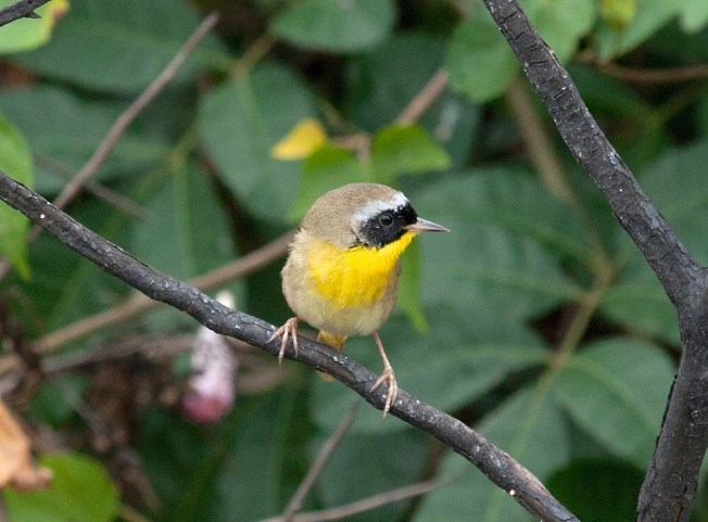 Common-yellowthroat, Abaco (Erik Gauger)
