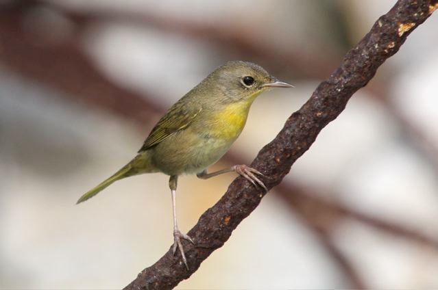 Common Yellowthroat (f) Bruce Hallett IMG_4057