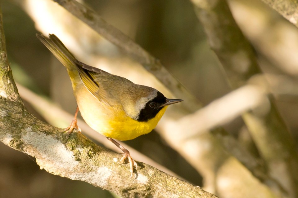 Common Yellowthroat, Gilpin Pond, Abaco Bahamas (Tom Sheley)