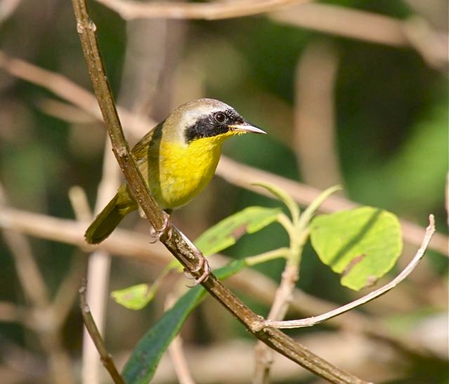 Common Yellowthroat (m) Bruce Hallett IMG_4232