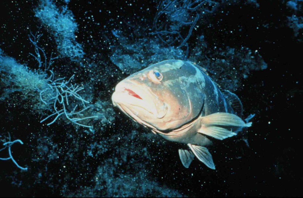 Epinephelus_striatus_2