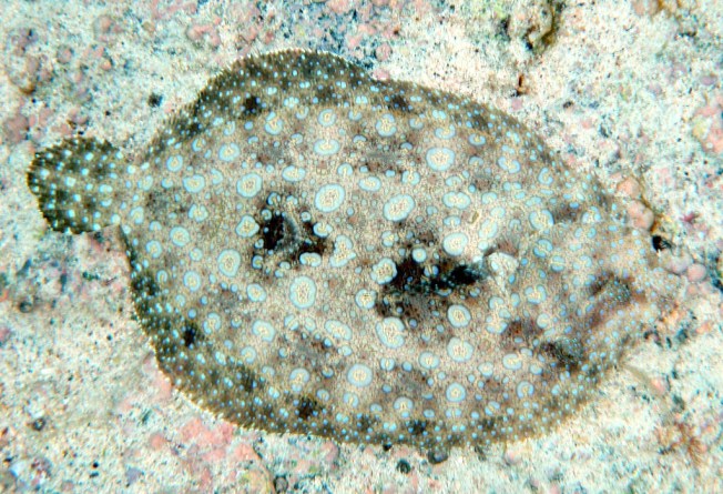 Flower_flounder_in_Kona_wiki