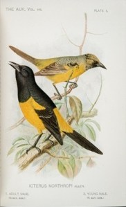 Icterus Northropi illustrated in A Naturalist in the Bahamas (plate 1)