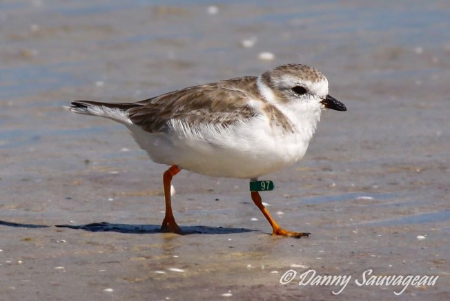 Piping Plover, Florida (Danny Sauvageau 1) 
