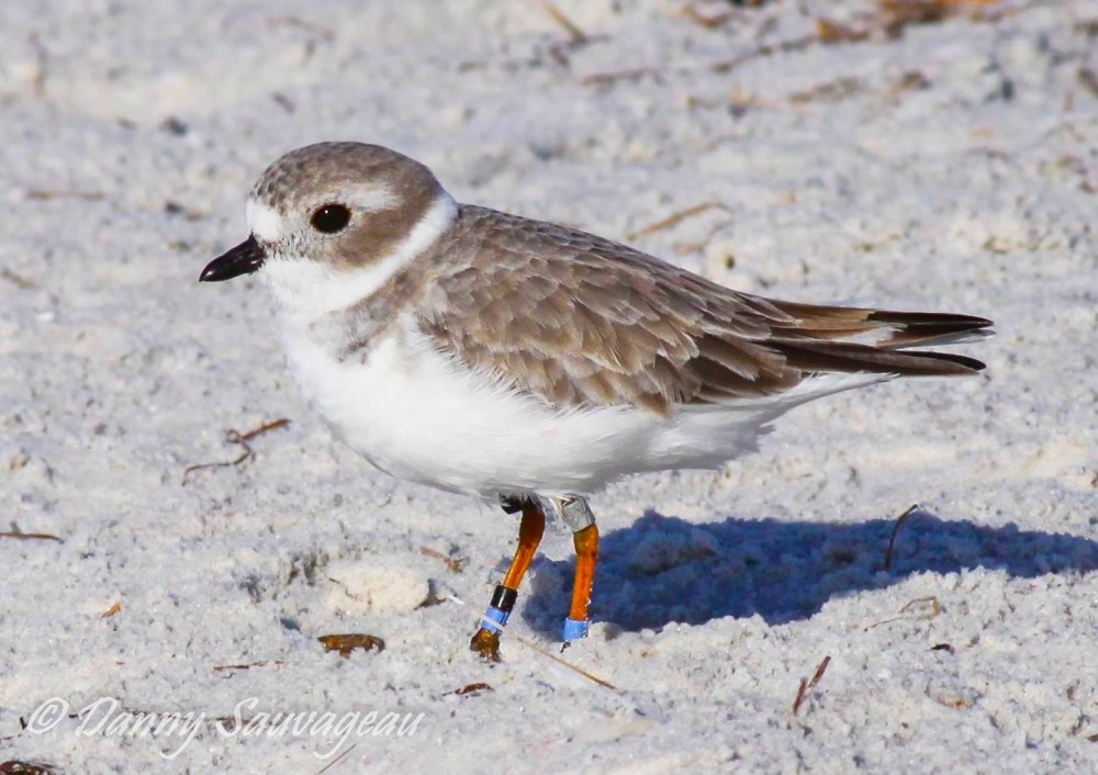 Piping Plover, Florida (Danny Sauvageau 3) 