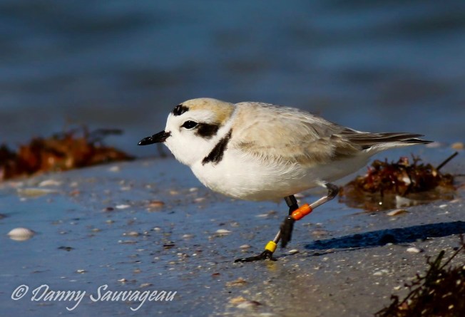 Piping Plover, Florida (Danny Sauvageau 6) 
