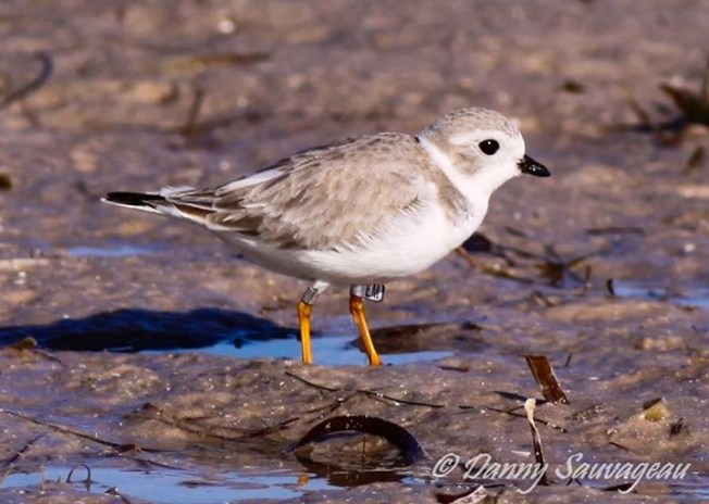 Piping Plover, Florida (Danny Sauvageau 7)