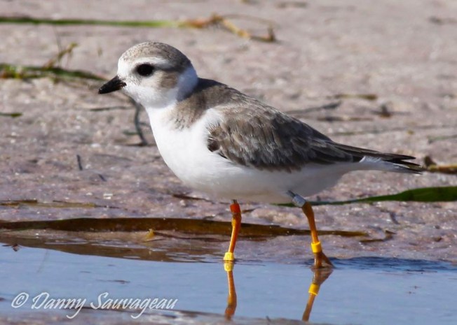 Piping Plover, Florida (Danny Sauvageau 9)