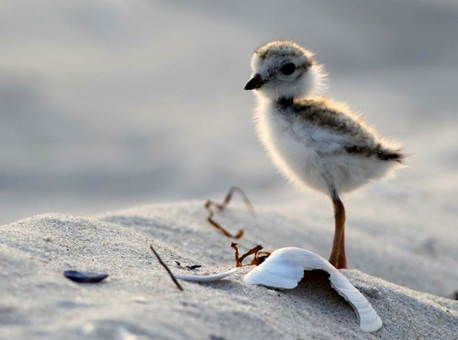 Piping Plover chick (ex-FB, original lource unknown)