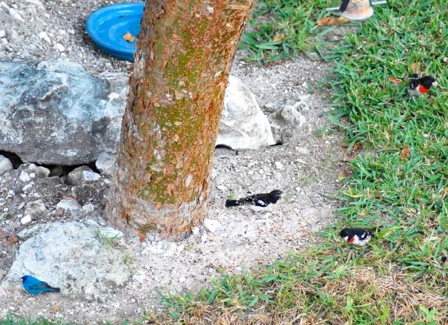 Indigo Bunting & Grosbeaks, Delphi, Abaco ©C Stahala