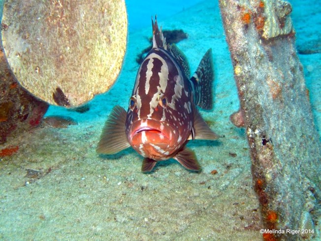 Nassau Grouper ©Melinda Riger @ G B Scuba copy 2