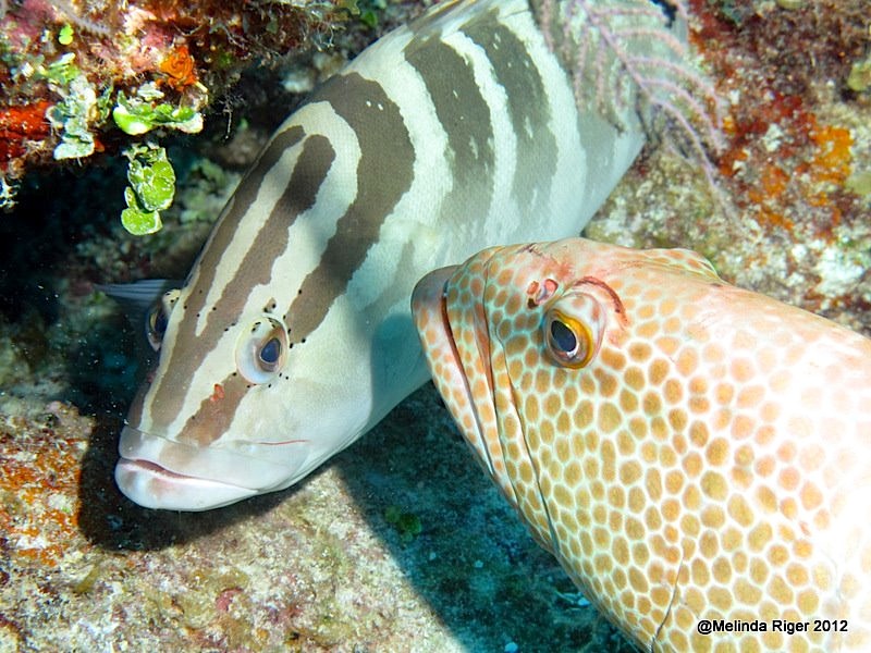 Nassau & Tiger Grouper ©Melinda Riger @ Grand Bahama Scuba  copy