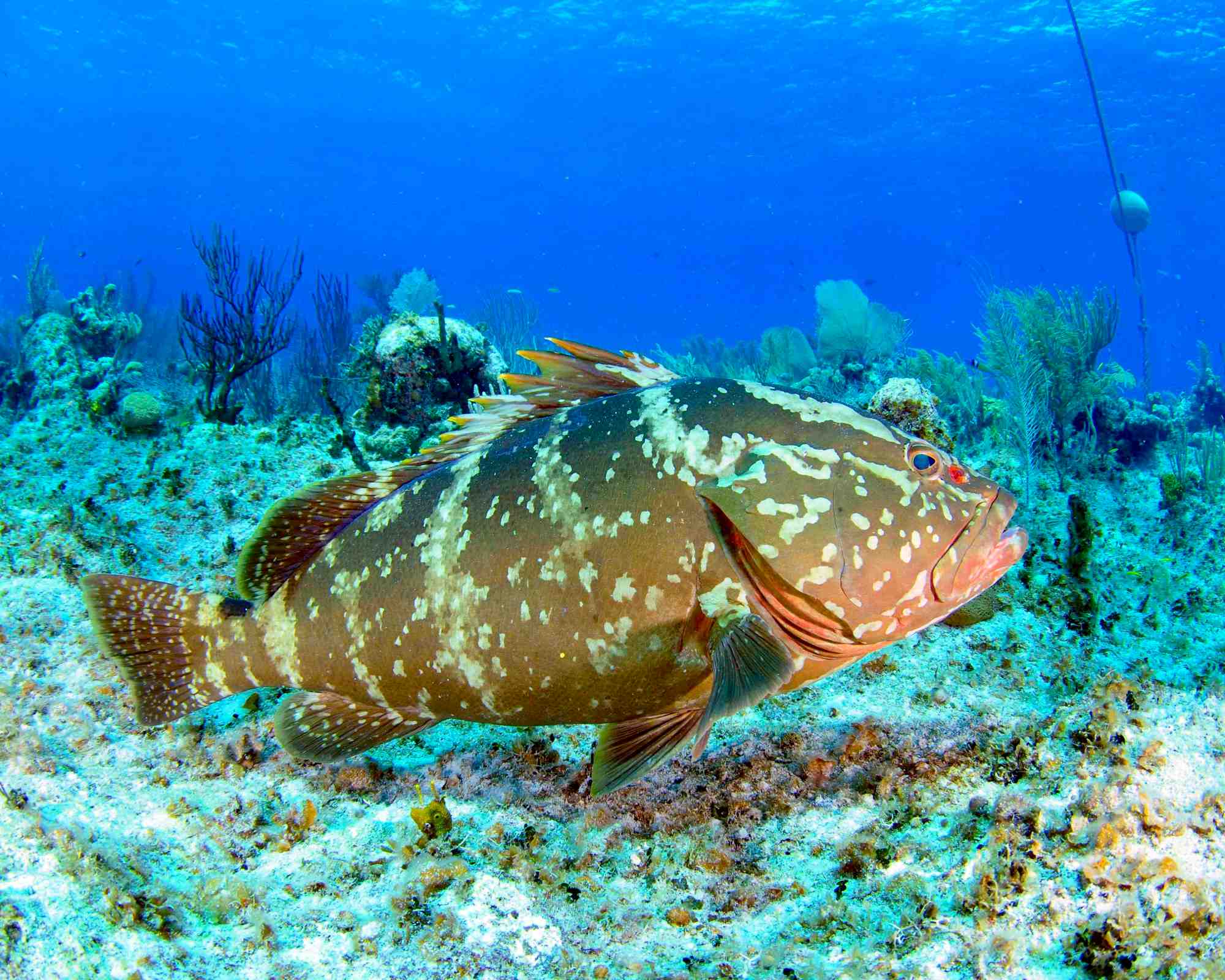 NASSAU GROUPER VULNERABLE ENDANGERED NOW PROTECTED ROLLING nassau-grouper-vulnerable-endangered-now-protected-rolling