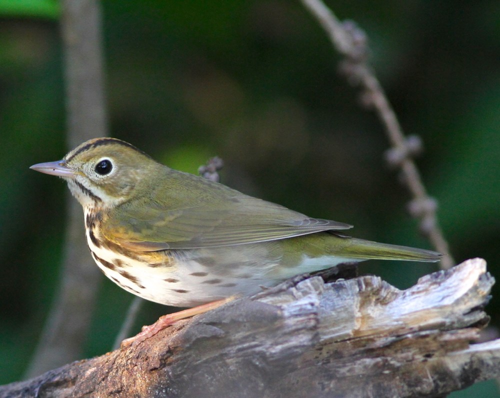 Ovenbird, Abaco (Gerlinde Taurer)