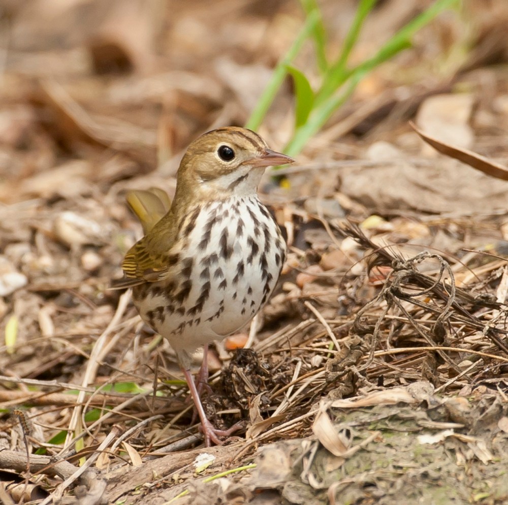 Ovenbird.Bahama Palm Shores.Abaco Bahamas.Tom Sheley