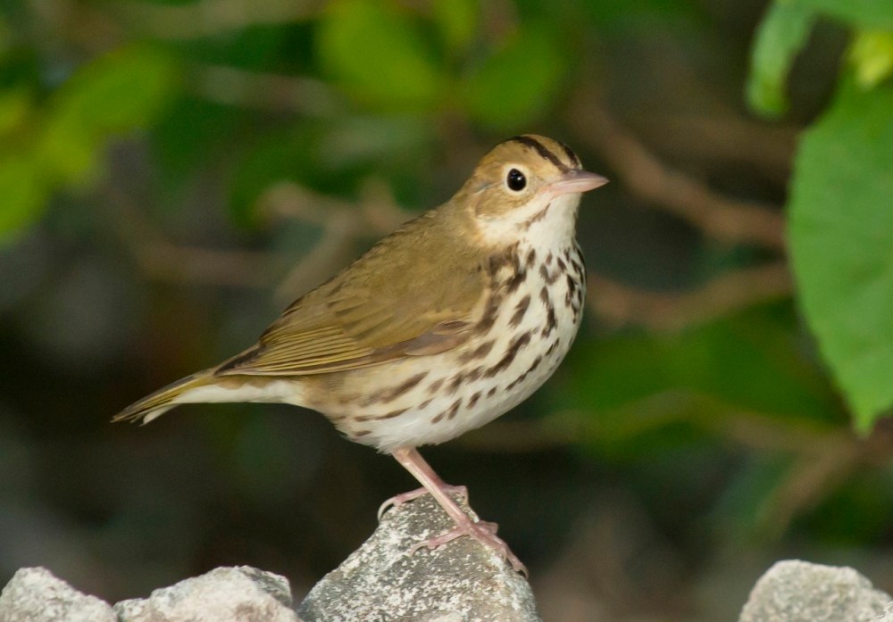 Ovenbird.Delphi Club.Abaco Bahamas.Tom Sheley.1