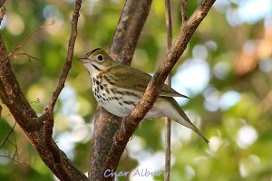 Ovenbird, M-o-W Abaco (Char Albury 1)