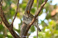 Ovenbird, M-o-W Abaco (Char Albury 3)
