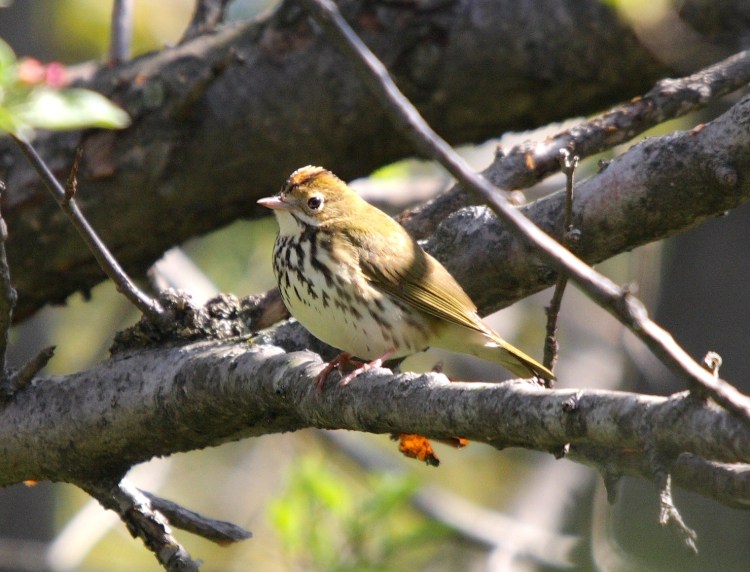 Ovenbird Seiurus aurocapilla (Cephas, wiki)