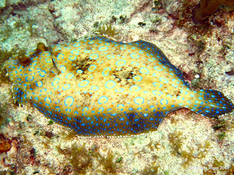 Peacock Flounder ©Melinda Riger@ G B Scuba