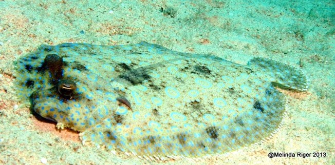 Peacock Flounder ©Melinda Riger @ GB Scuba