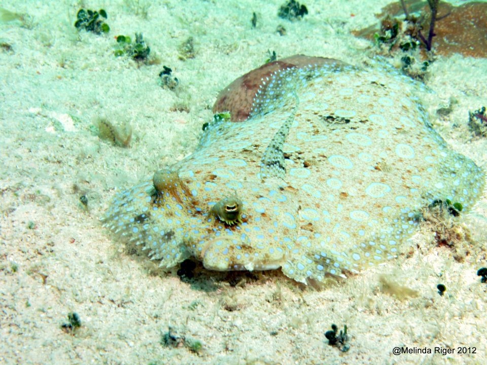 Peacock Flounder ©Melinda Riger @ Grand Bahama Scuba