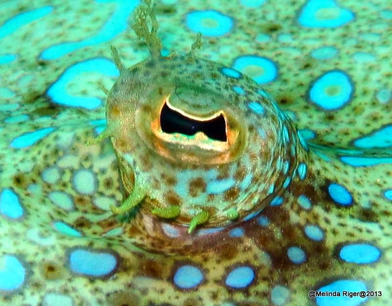 Peacock Flounder Eye ©Melinda Riger @ G B Scuba