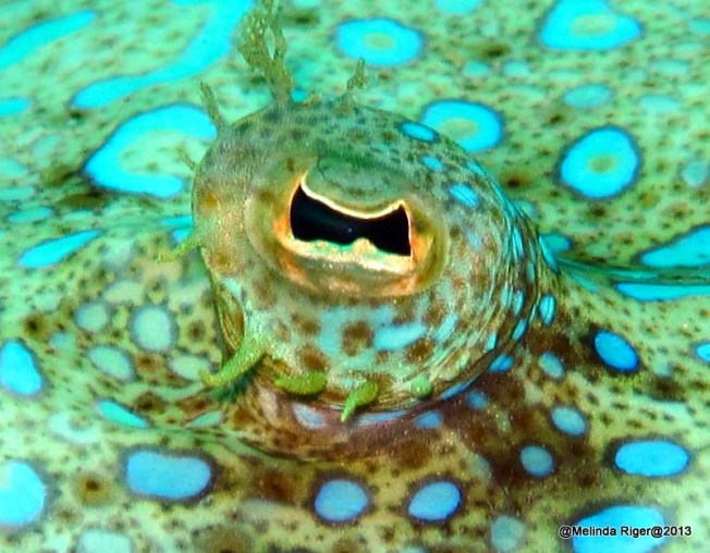 Peacock Flounder Eye ©Melinda Riger @ G B Scuba