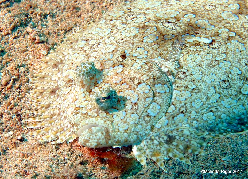 Peacock Flounder (f) ©Melinda Riger @ Grand Bahama Scuba