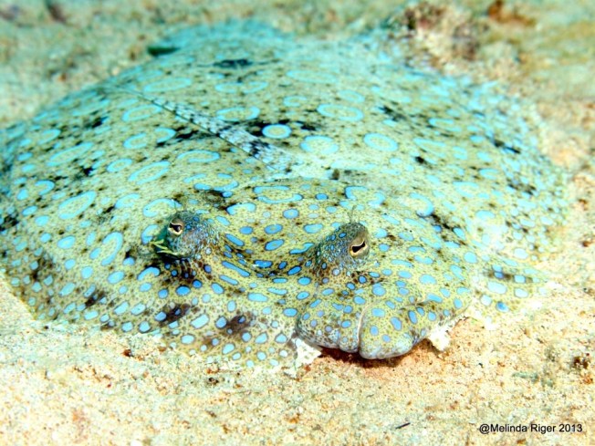 Peacock Flounder