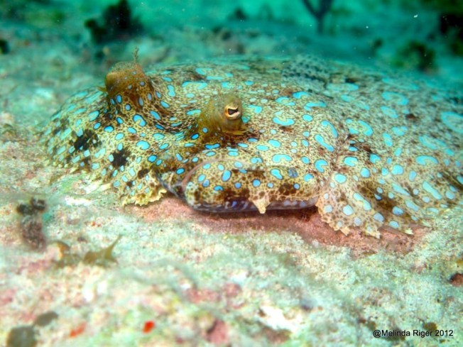 Peacock Flounder