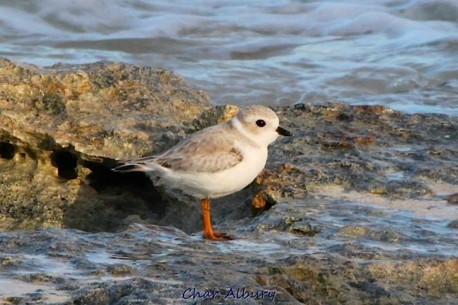 Piping Plover, Abaco - Charmaine Albury