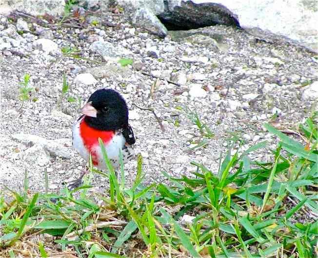 Rose-breasted Grosbeak, Delphi, Abaco (Caroline Stahala)