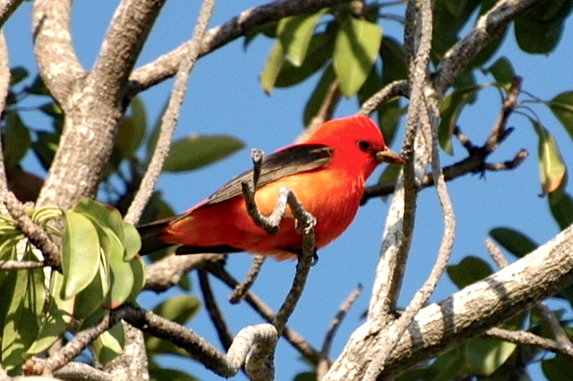 Scarlet Tanager, Abaco Woody Bracey
