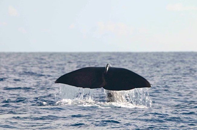 Sperm Whale, Sandy Point, Abaco BMMRO2
