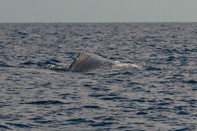 Sperm Whale, Sandy Point, Abaco BMMRO3