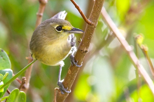 Thick-billed Vireo, Abaco 2 Tom Reed