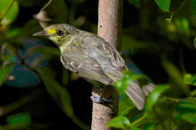 Thick-billed Vireo, Abaco (Alex Hughes)