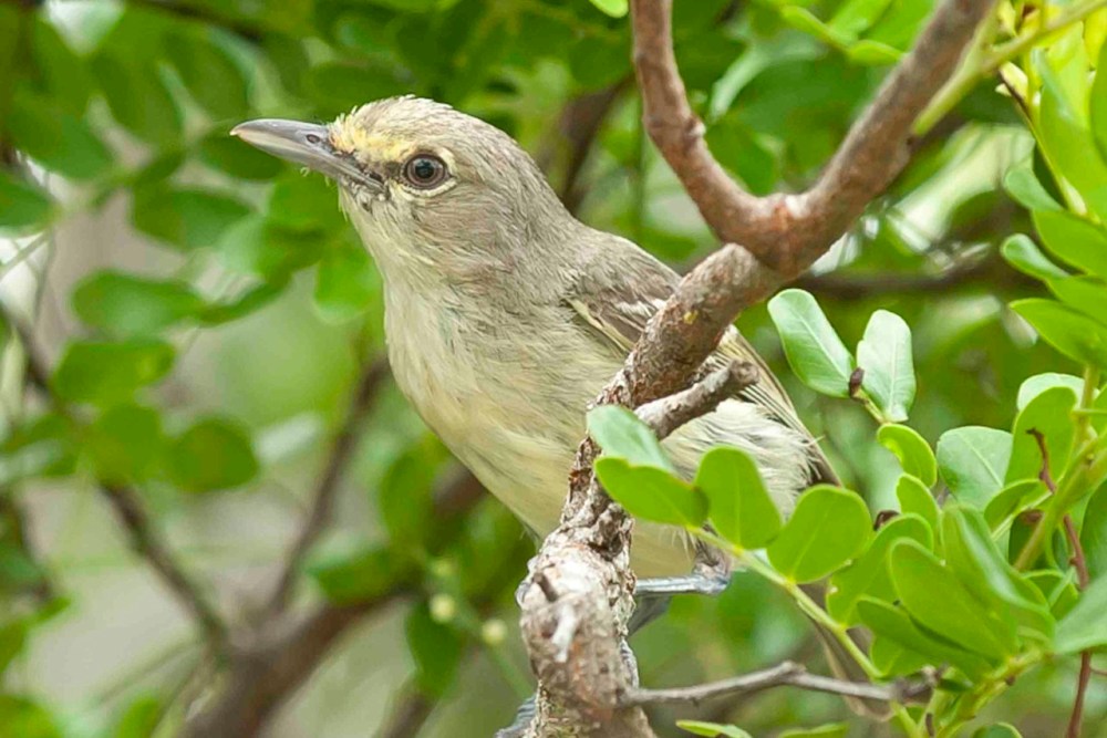 Thick-billed Vireo, Abaco Bahamas .Tom Sheley