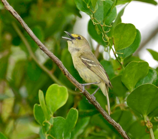 Thick-billed Vireo, Abaco Bahamas.Tom Sheley